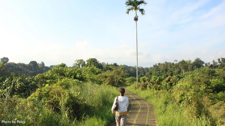 Campuhan Ridge Walk Ubud