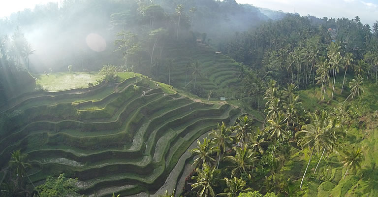 Tegallalang Rice Terrace